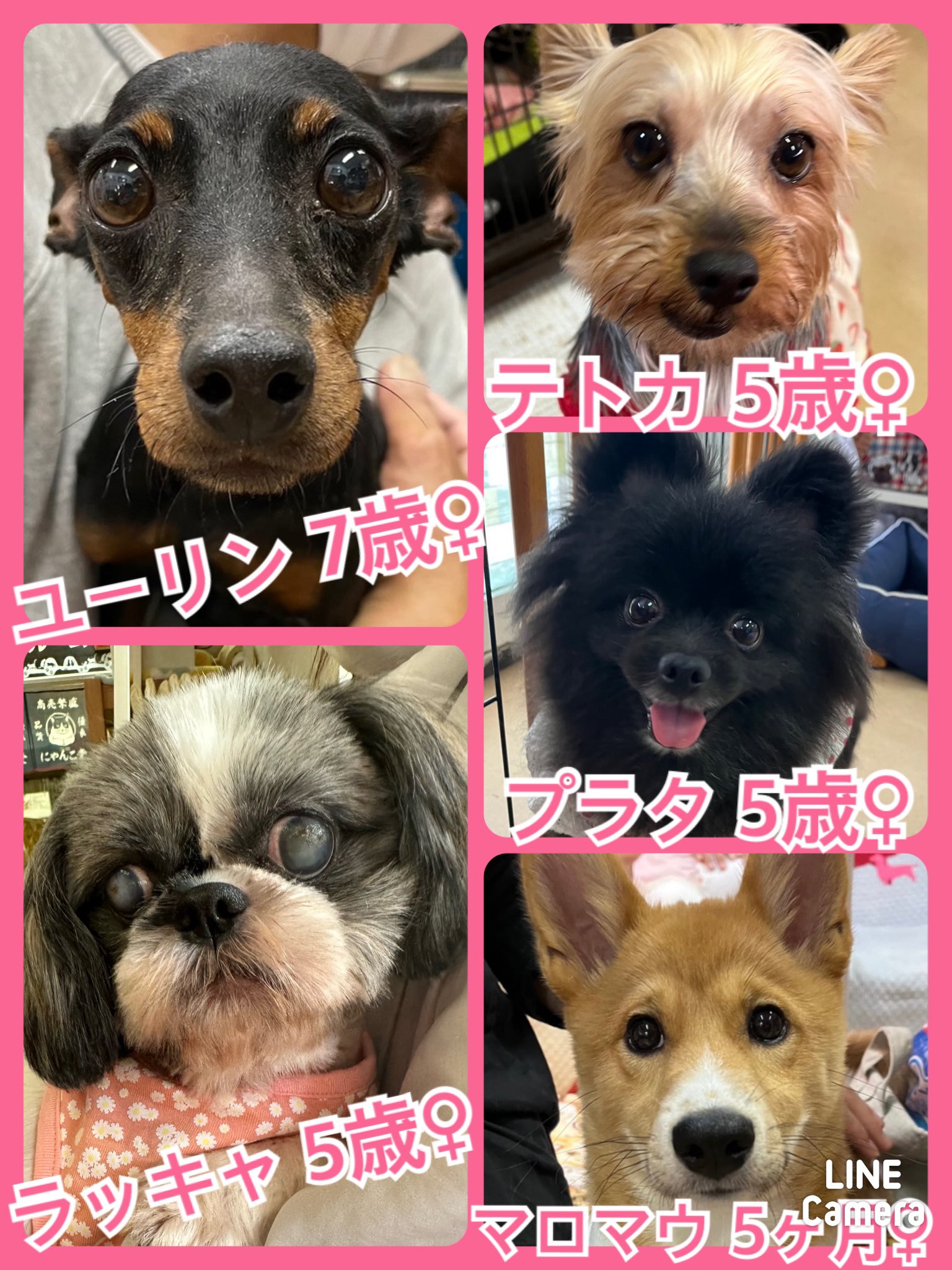 🐾今日の里親様募集中ワンコ🐶メンバーです🐾2023,6,6【保護犬カフェ天神橋店】